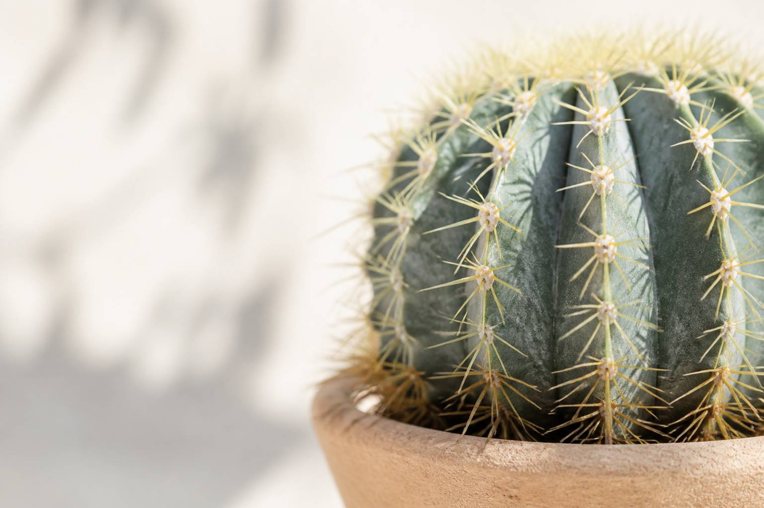 Surface d'un cactus sphérique aux épines dorées