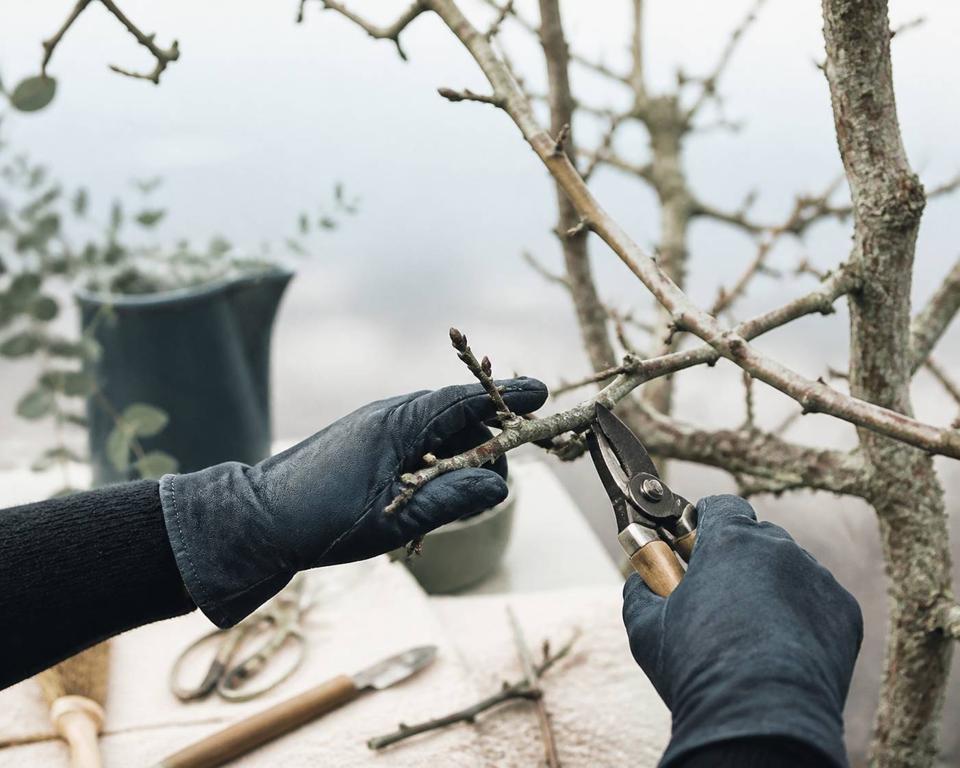 Mains gantées coupant une branche de poirier au sécateur