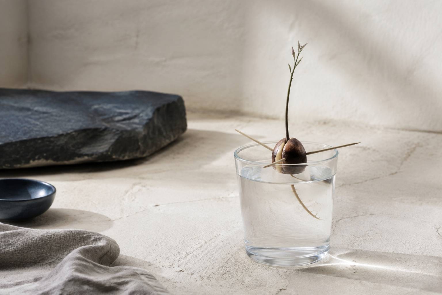 Noyau d'avocat germé maintenu par des cure-dents sur un verre d'eau